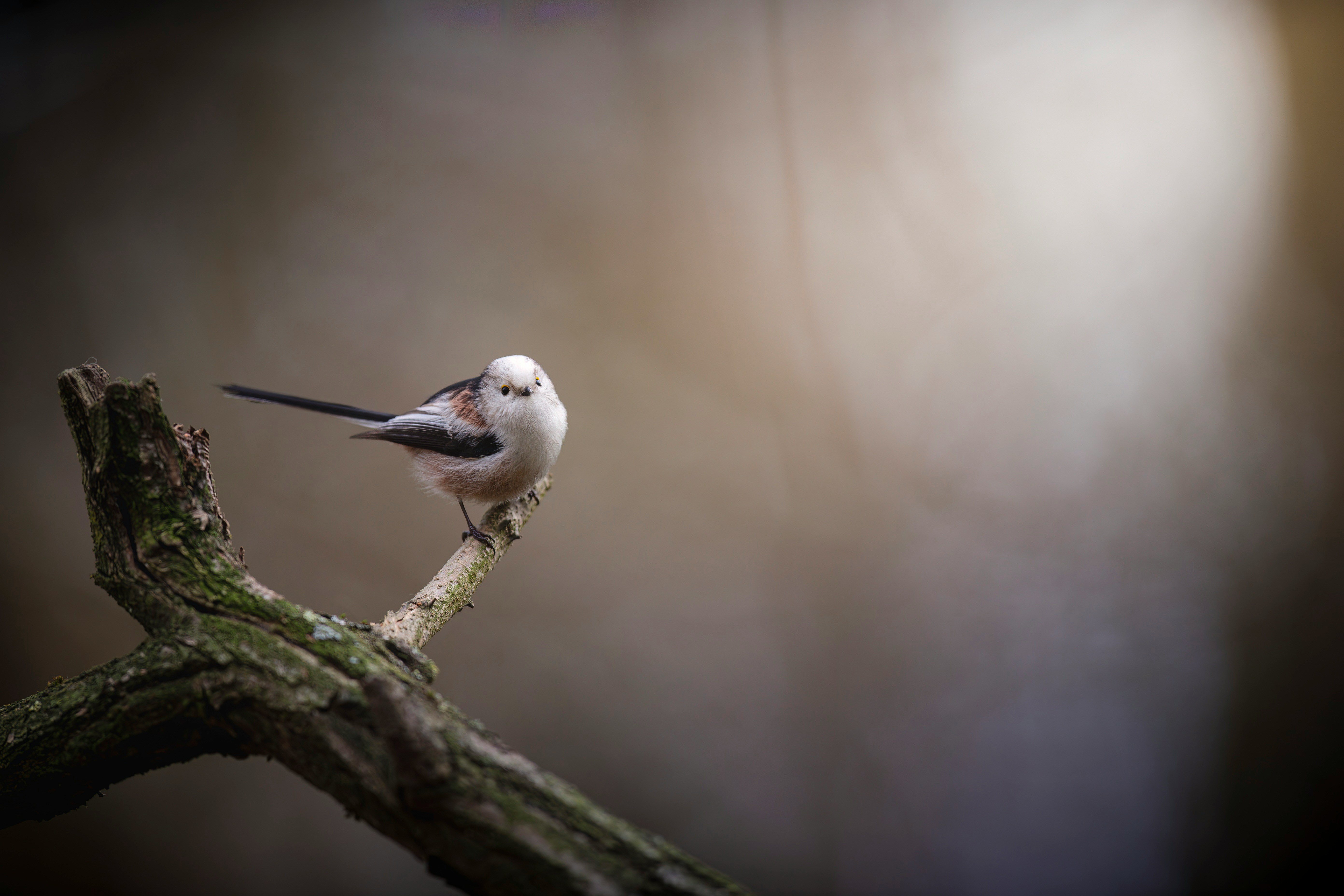 Bird sitting on a tree branch.