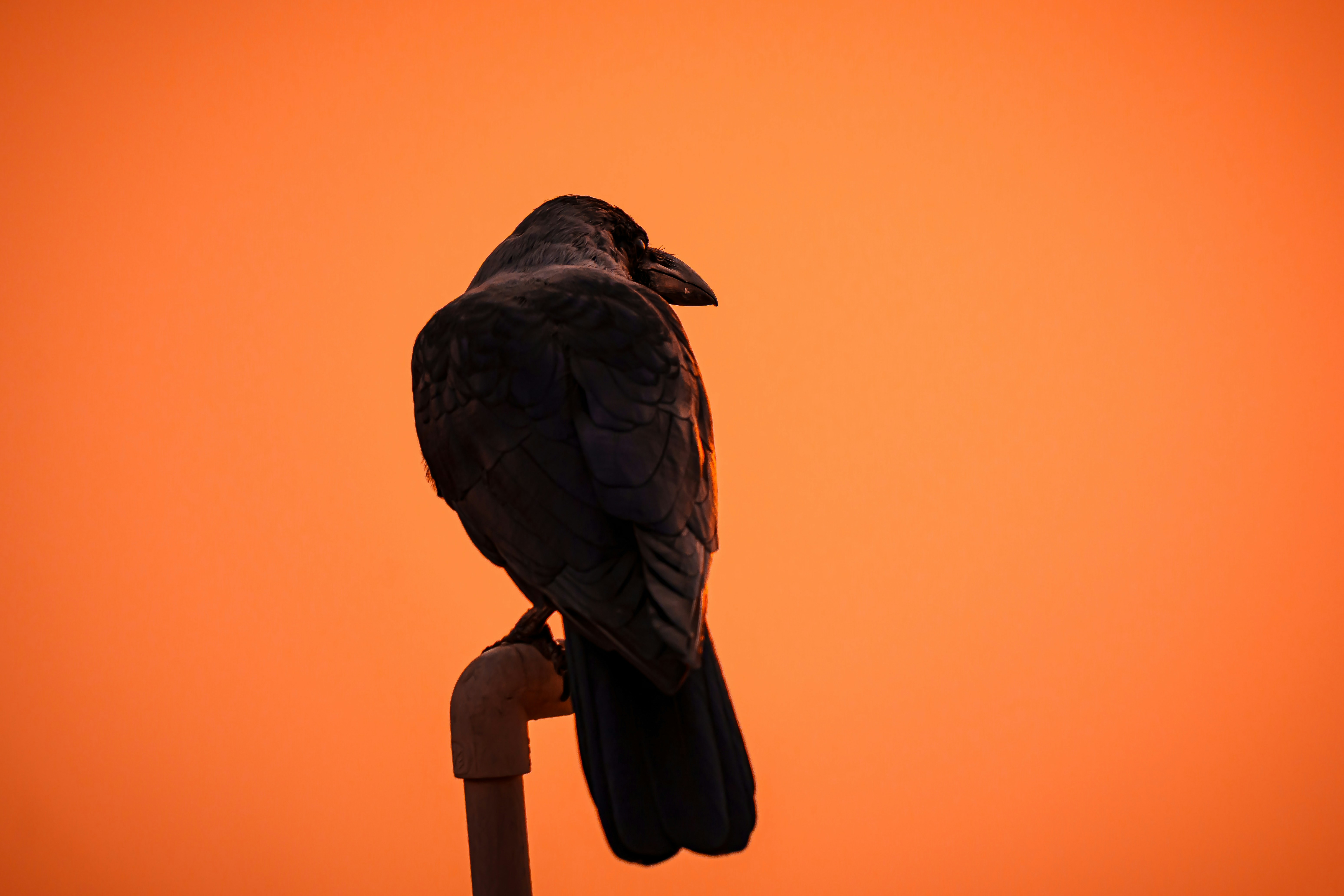 Bird in sunset.