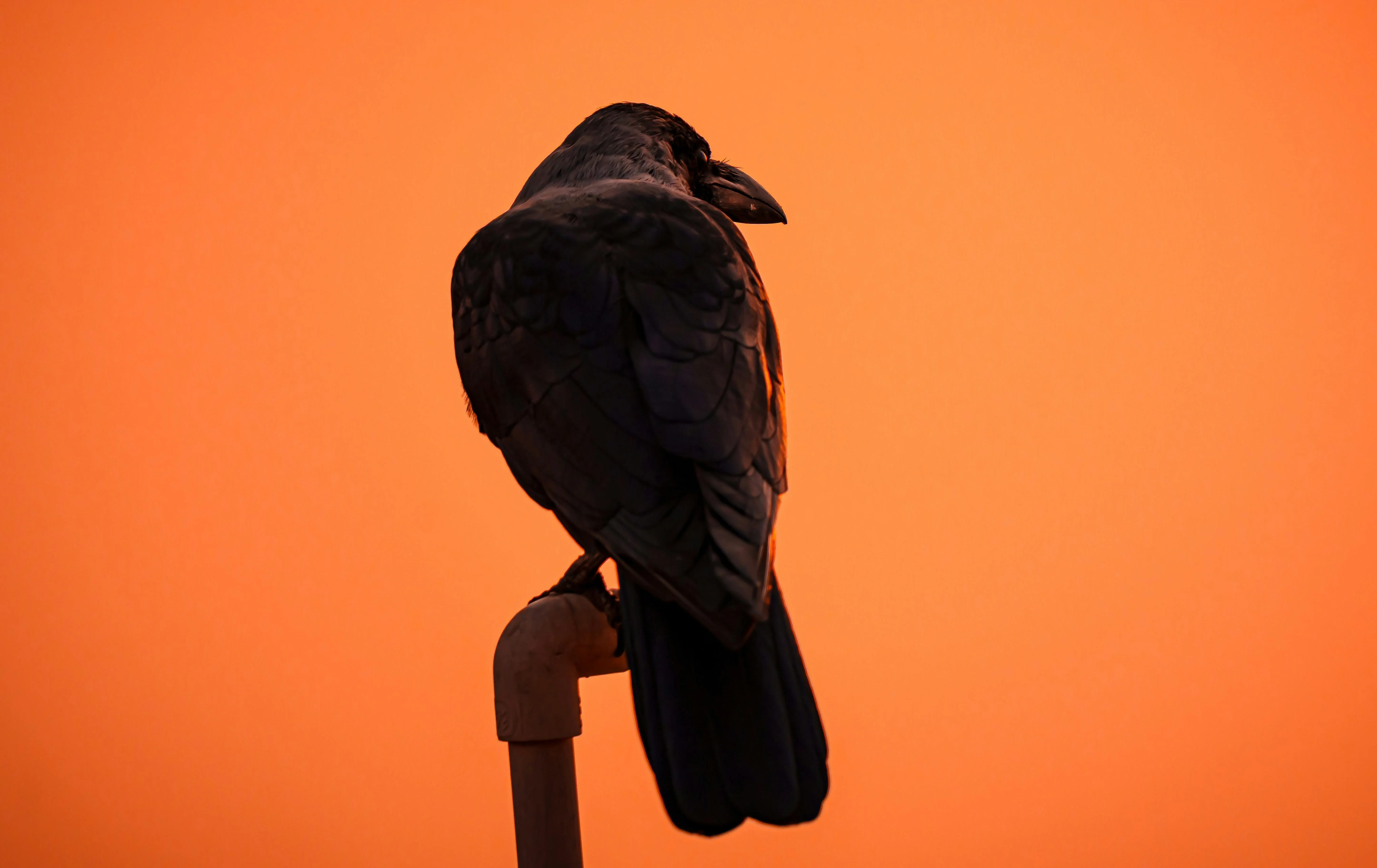 Bird in sunset.