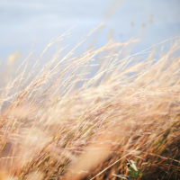 Boy who harnessed the wind