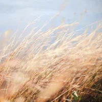 Boy who harnessed the wind