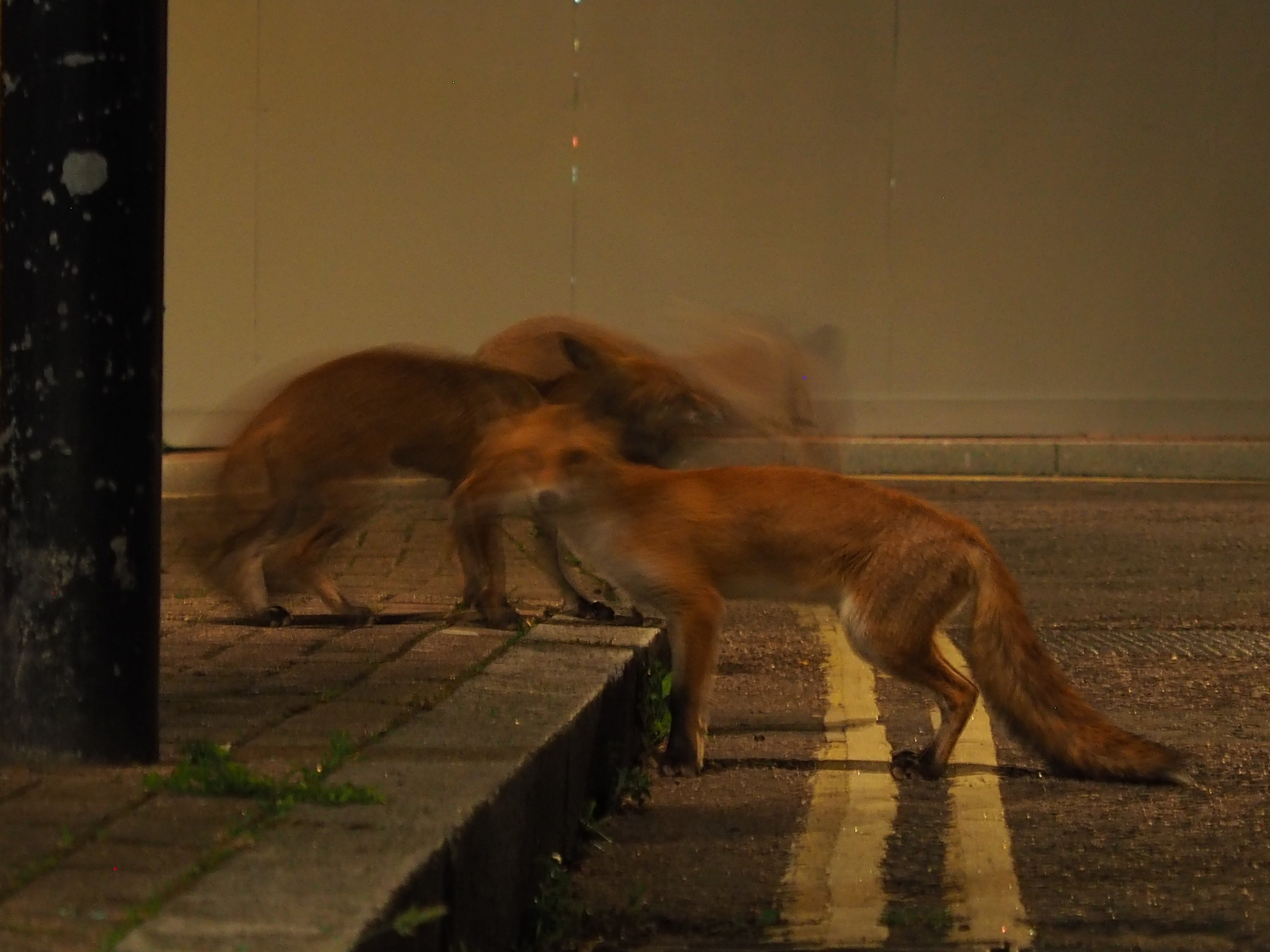 two foxes in long exposure blurry