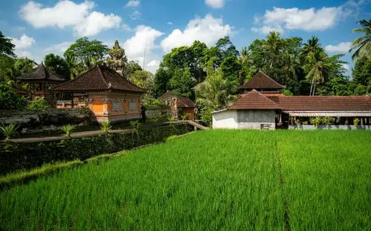 Traditional Balinese buildings surrounded by lush green paddy fields.