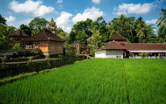 Traditional Balinese buildings surrounded by lush green paddy fields.