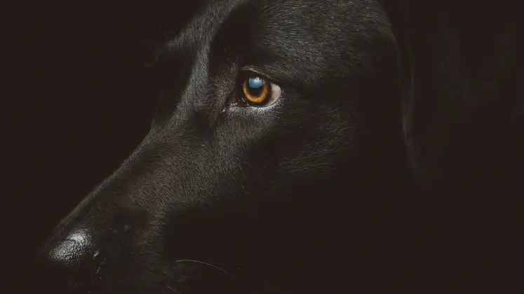 Up close photo of a black dog