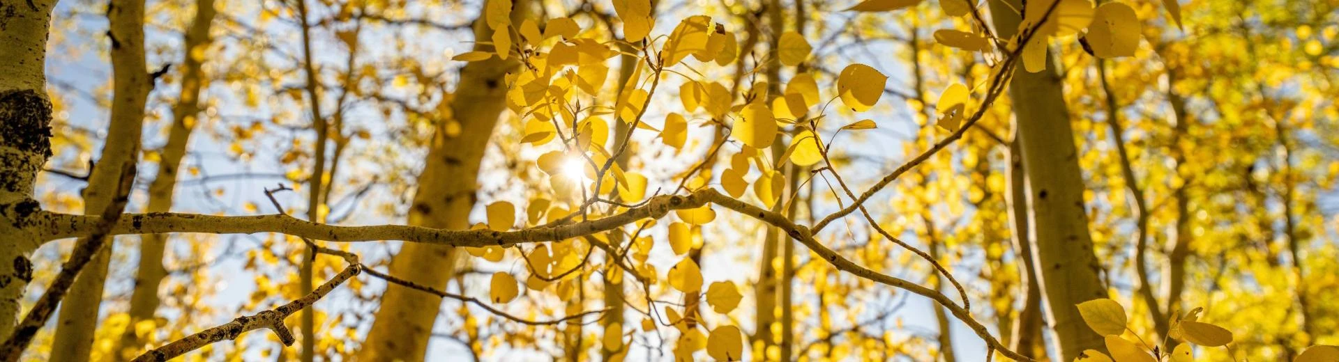 Autumnal Trees in Forest