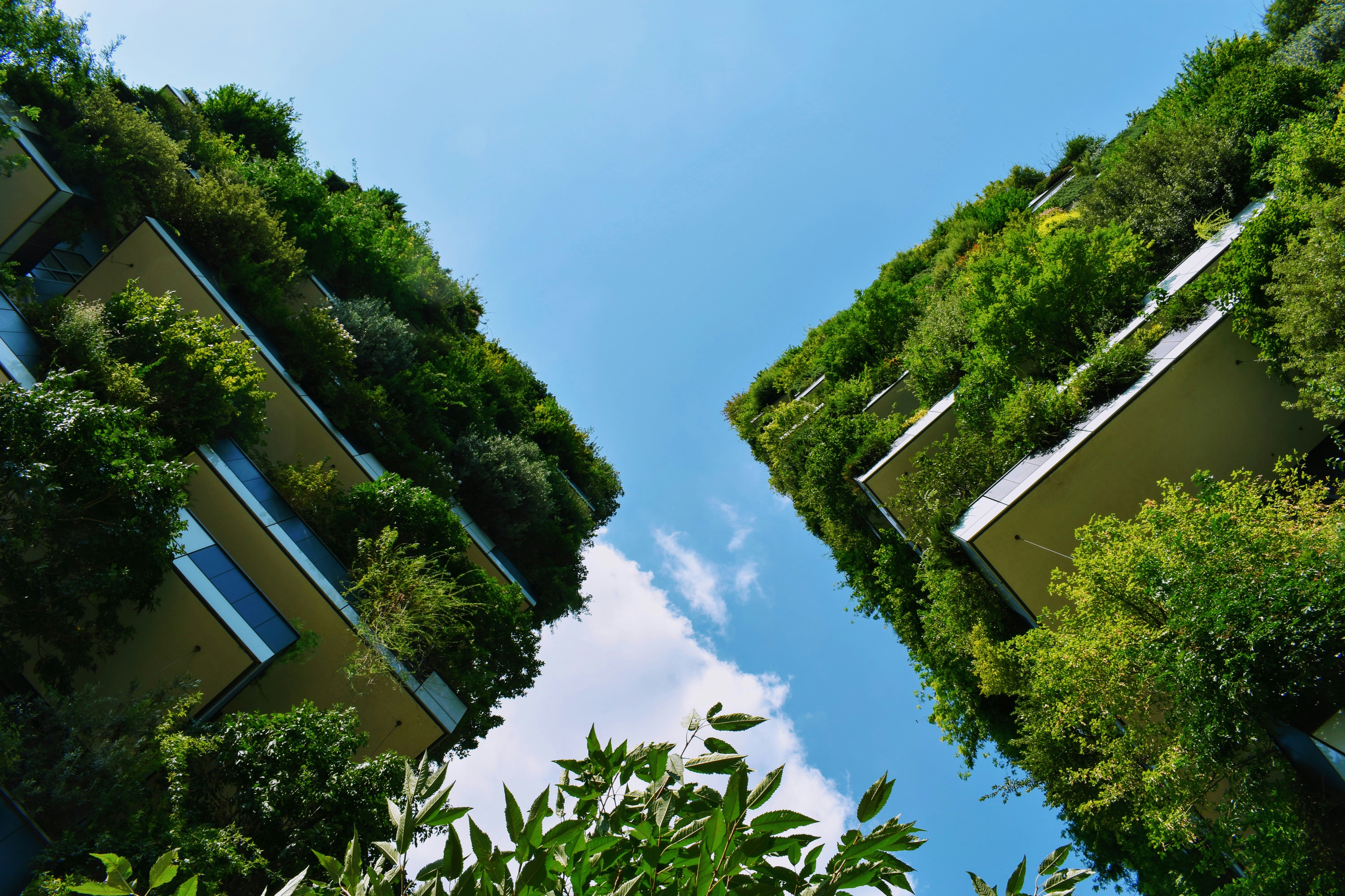 Buildings covered in plants
