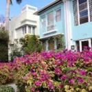 Bright pastel houses, balconies and large windows, set behind vivid pink flowering shrubs and greenery