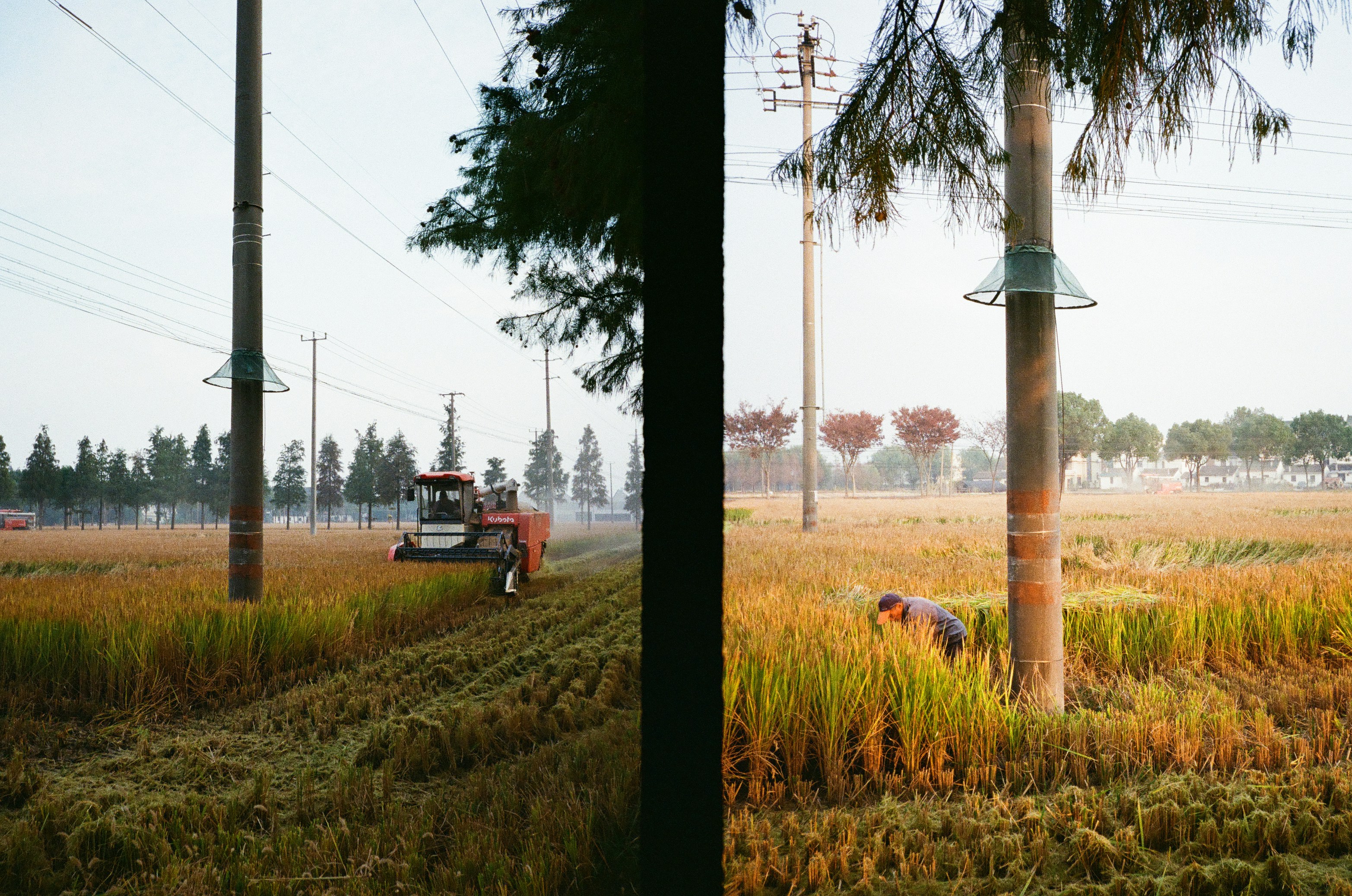 Farmlands in Shanghai