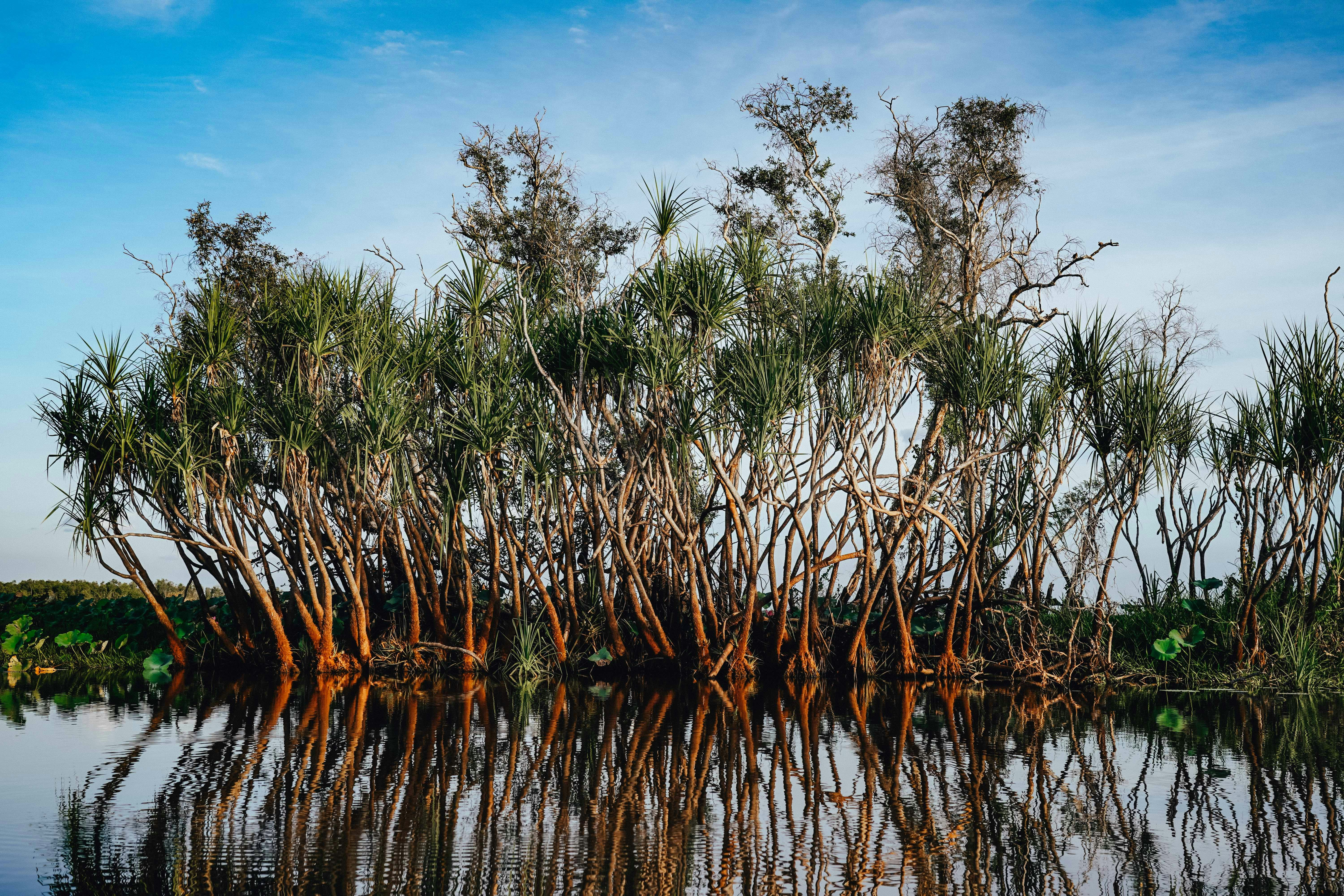 Mangroves