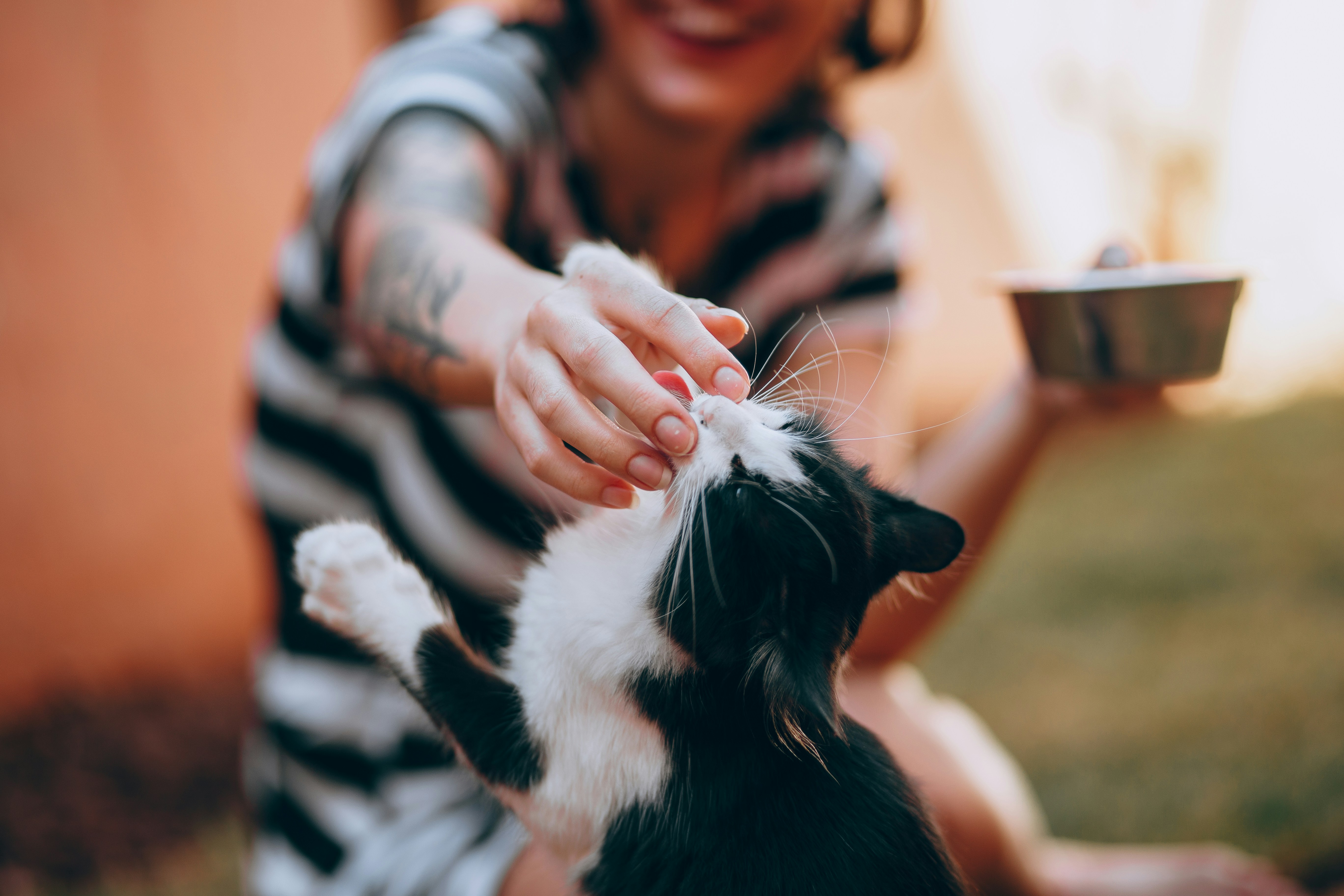 Human and cat playing.