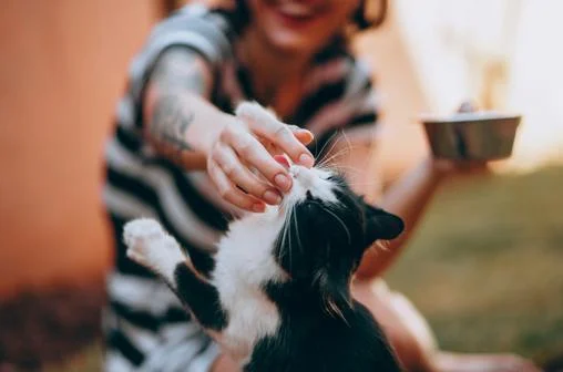 Human and cat playing.