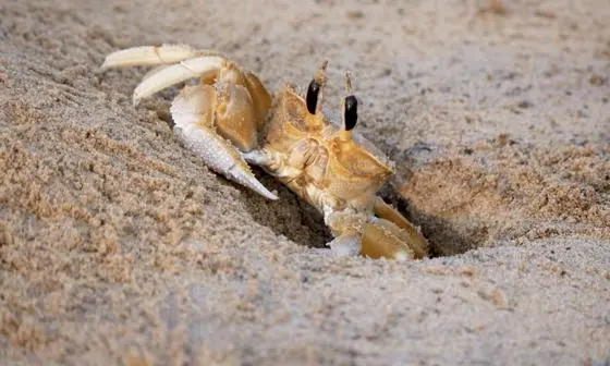 Crab on the beach.