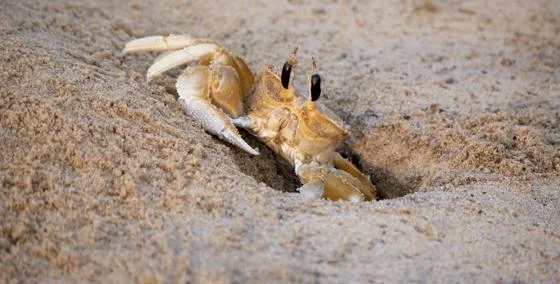 Crab on the beach.
