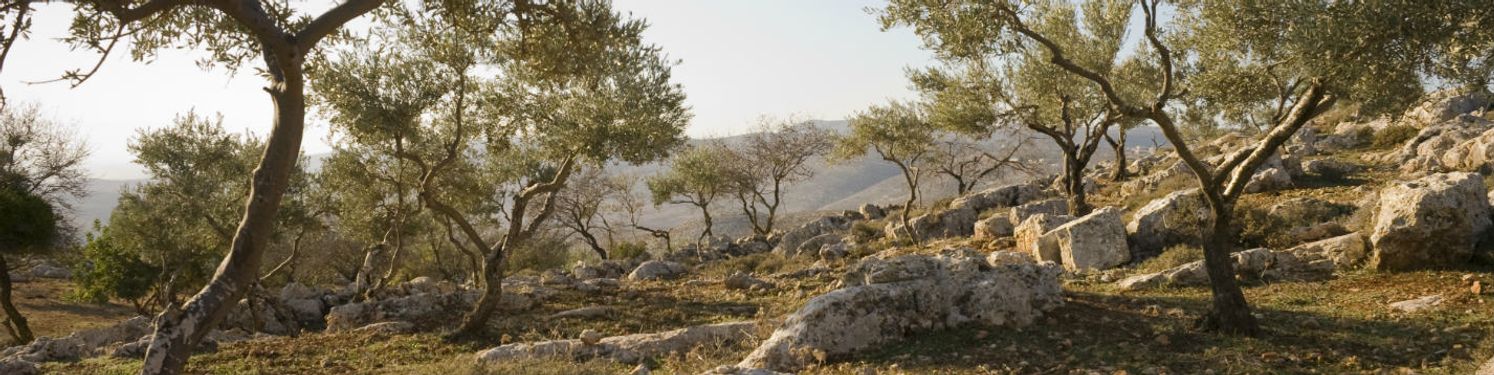 a countryside with trees