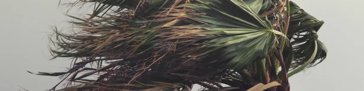 a palm tree blowing in the wind