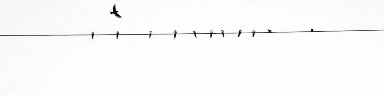 Birds on a wire.