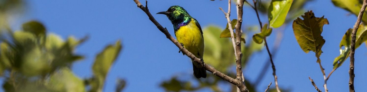 A tropical bird on a tree with a blue sky behind it.