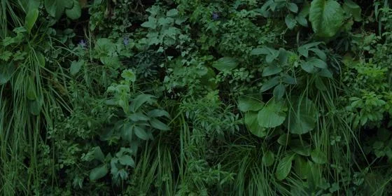 Greenery