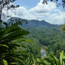 forest scene mountain view