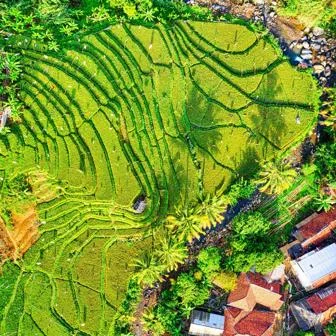 A photo of paddy fields from above.