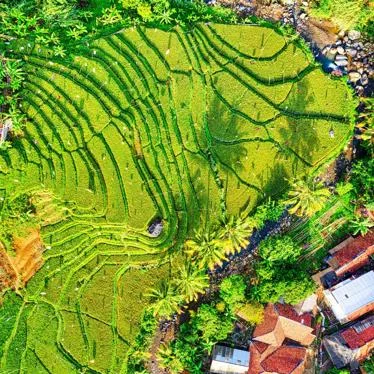 A photo of paddy fields from above.