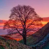 Sycamore Gap