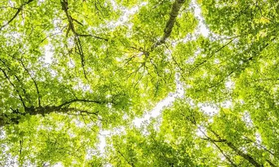 Worms Eyeview of Green Trees sourced licence free from pexels 1200x300