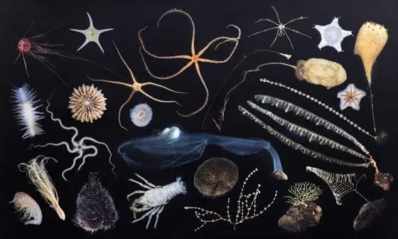 Ocean creatures