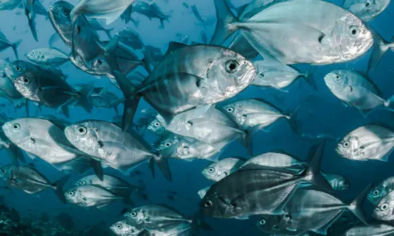 School of silver fish