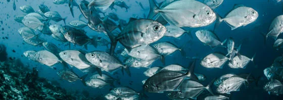 School of silver fish