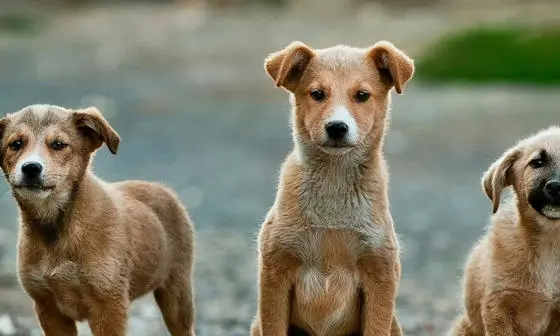 3 brown puppies.