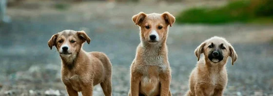 3 brown puppies.