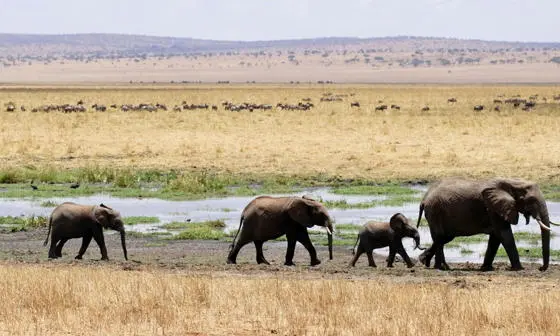 Herd of grey elephants.