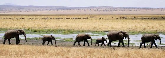 Herd of grey elephants.