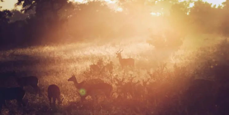 A herd of deer in a grassland