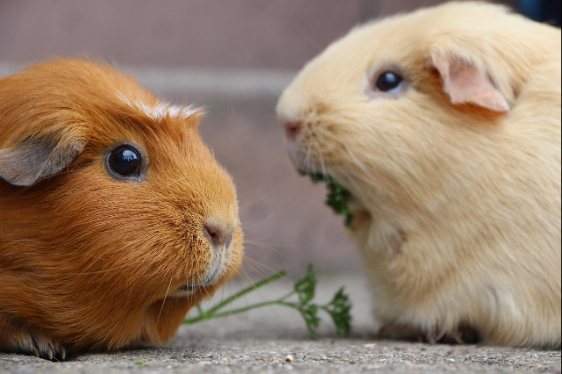 Two Guinea Pigs munching on some grass.