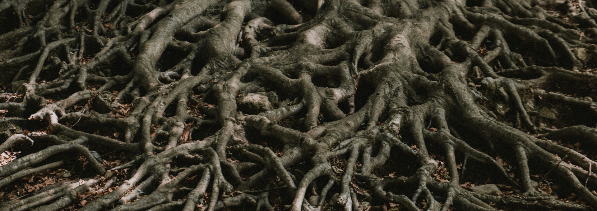 Roots