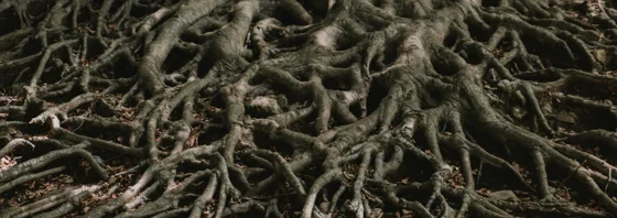 Roots