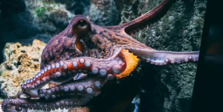Octopus
