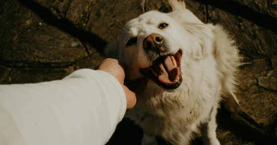 Dog