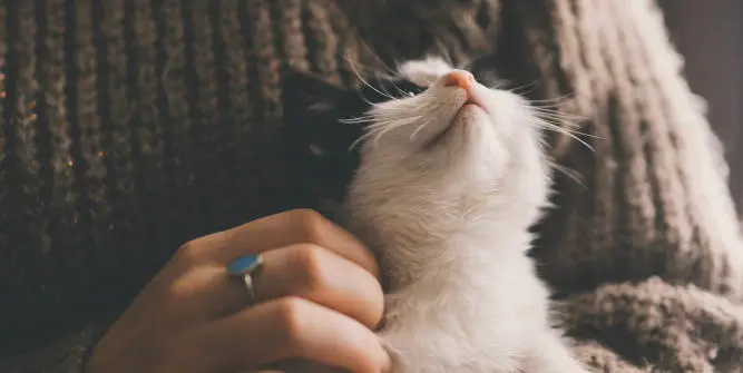 Pet cat