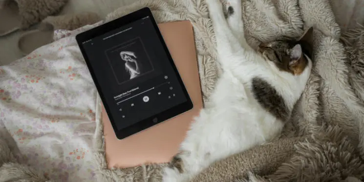 Listening to Taylor Swift's music with a pet cat