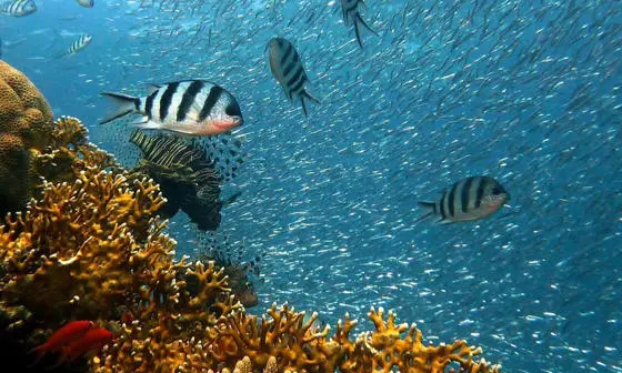 A school of fish around a coral reef.