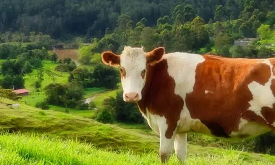 Cow grazing on a hill