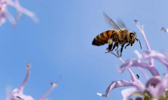 Bee pollinating a flower