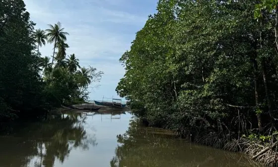 A boat and mangroves in the Philippines