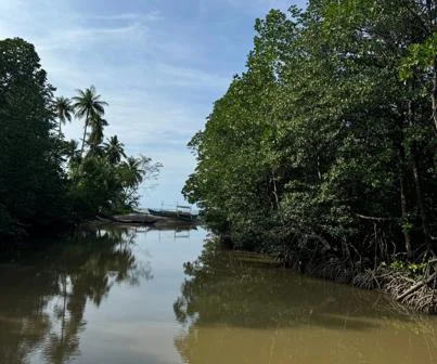 A boat and mangroves in the Philippines