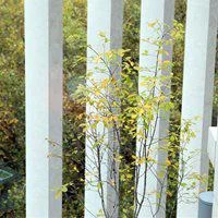 green tree viewed from the Marshall Building, LSE