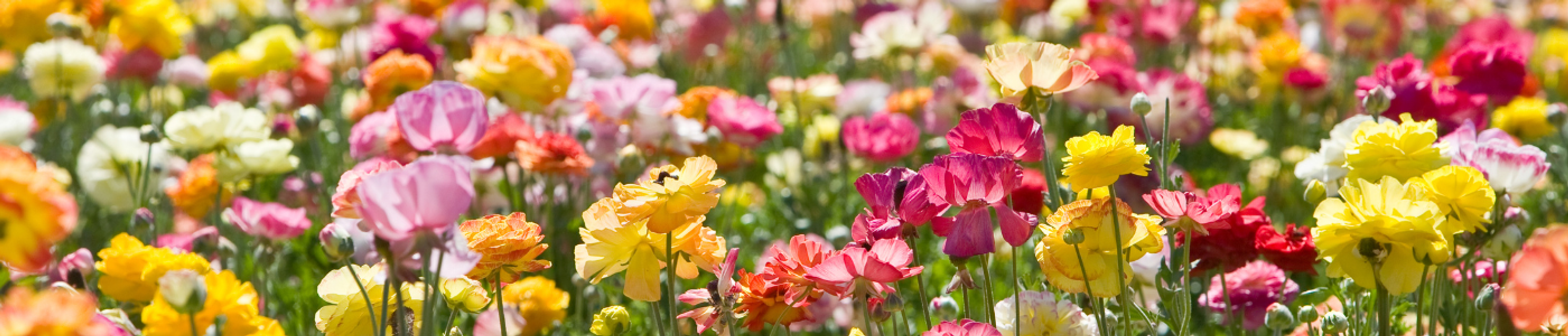 A field of flowers